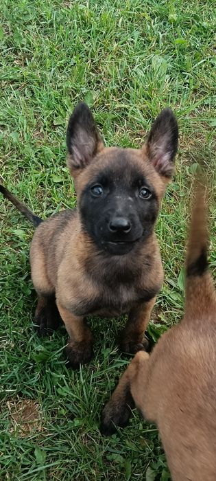 Owczarek belgijski Malinois FCI suczka