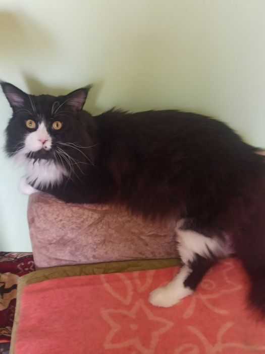 Марсель запрошує куночку .