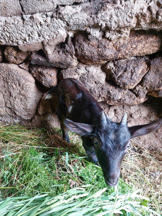 Vende se cabrito