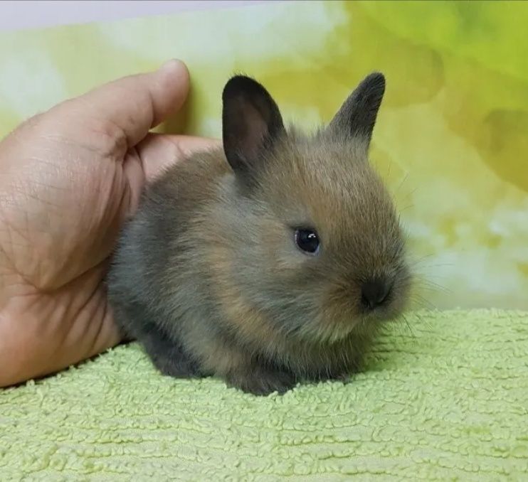 KIT completo coelhos anões mini holandês e minitoy super meigos