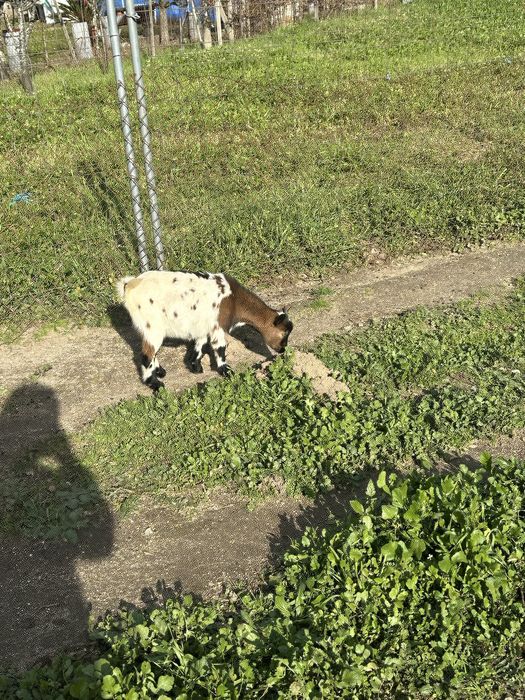 Cabritas anas  de quinta