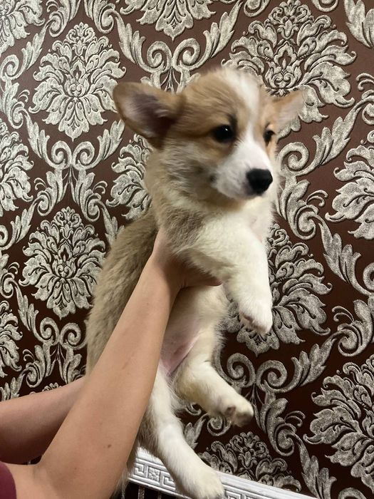 Дівчинка коргі пемброк