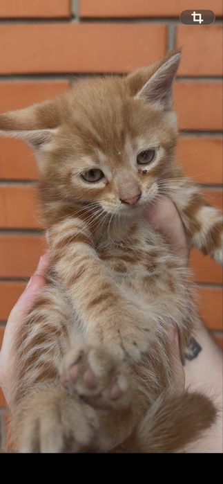 Бесплатно котята мальчик и девочка