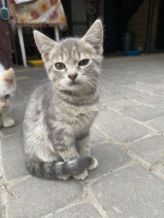 Віддамо котеня! Дівчинка, грайлива та ласкова!