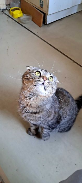 Віддам котика у добрі руки