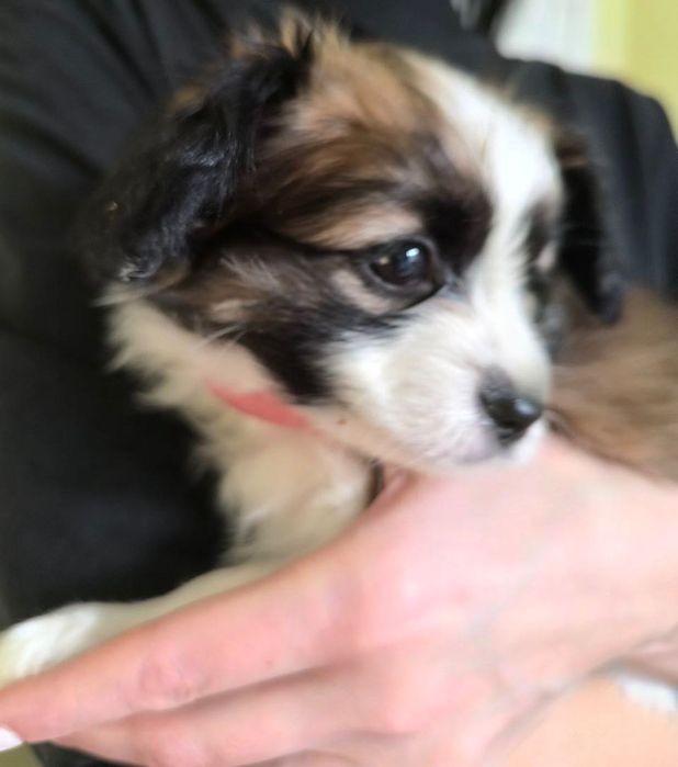 Папійон фален Рафаель цуценя континентальний той спаніель