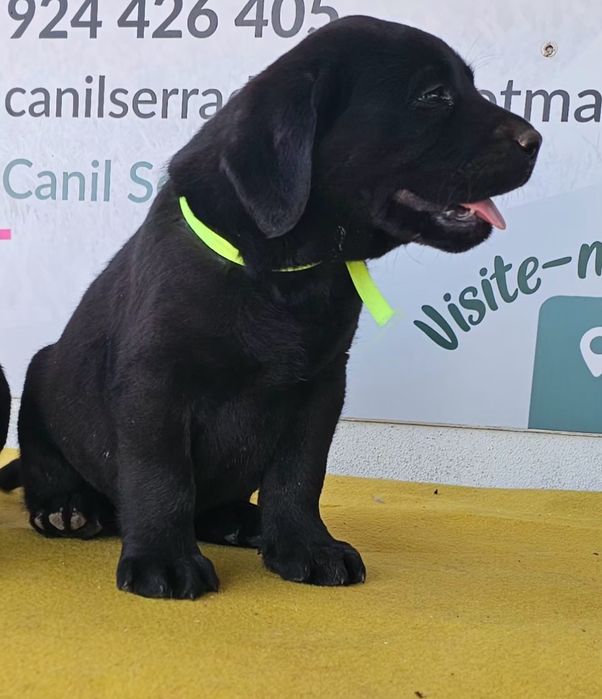 Labrador retriever Cachorro com pedigre