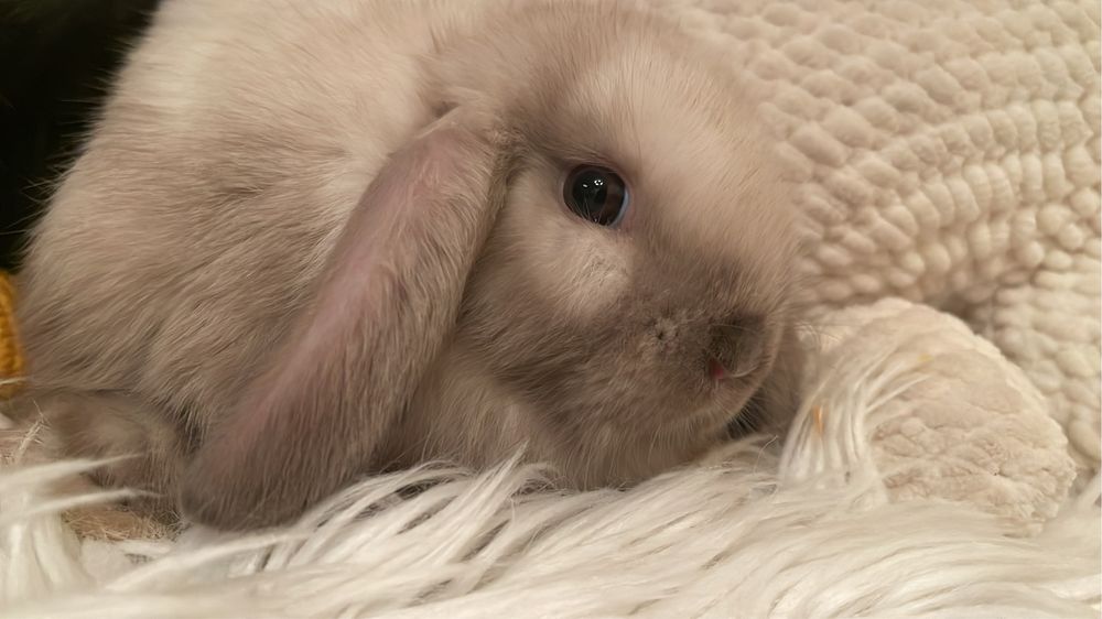 Кролик Тедді, висловухий кролик, МиниЛоп з вакцинацією