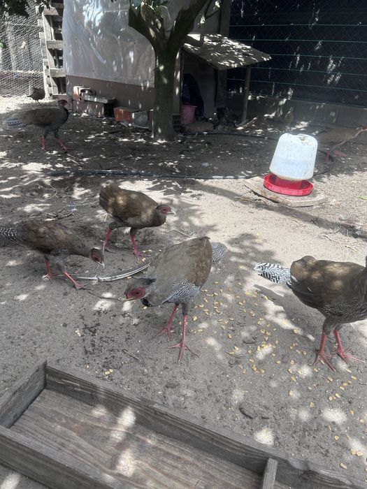 Faisões prateados 2025