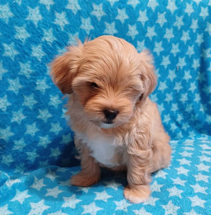 Щенки мальтипу звоните