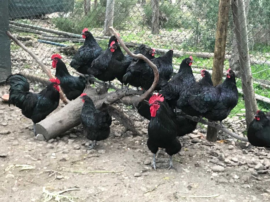 Ovos fecundados e pintos Pedrês, Preta Amarela, Branca BIO certificado