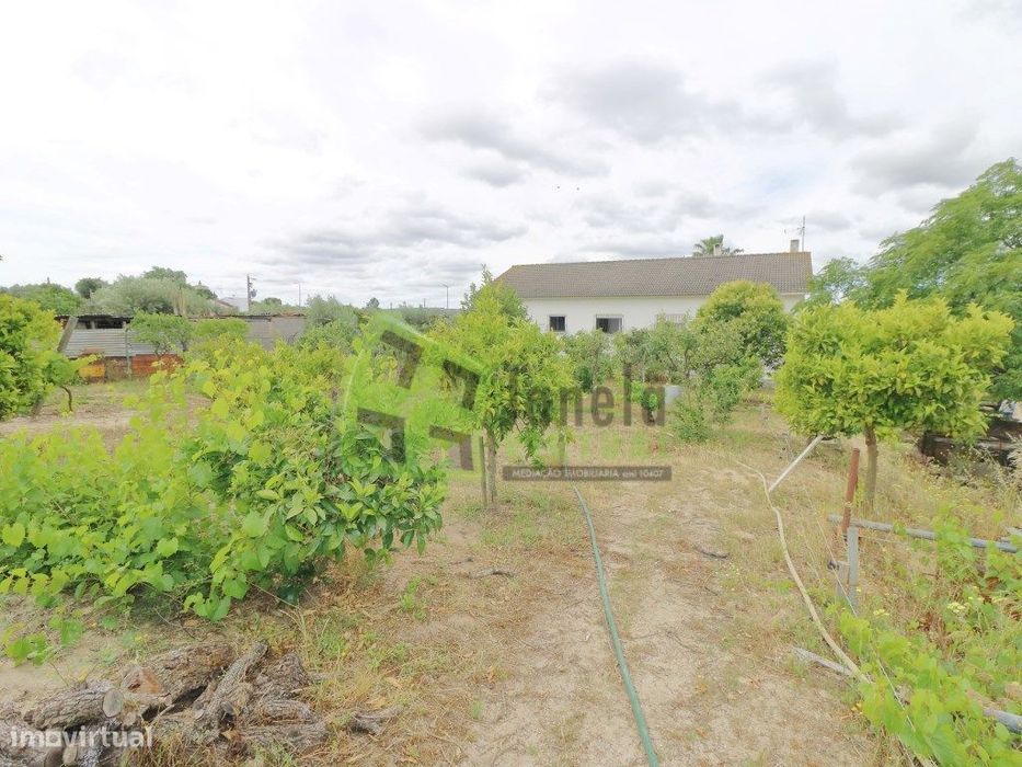 Quinta T4 com Vinha | Terreno de 6.750m² | Cabeção, Mora