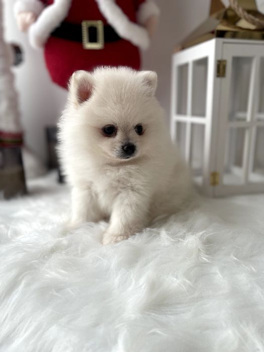 Померанські шпіци — 3 пухнастих друзів шукають новий дім