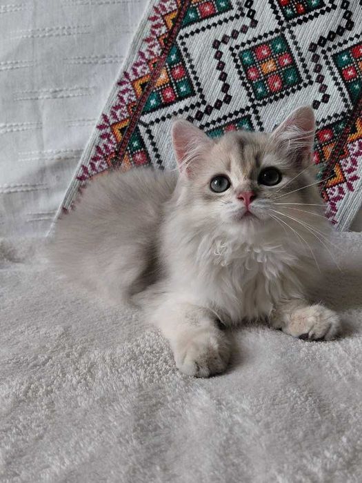 Шотландский длинношерстный котик в окрасе голубое золото ау11