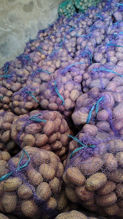 Картопля домашня