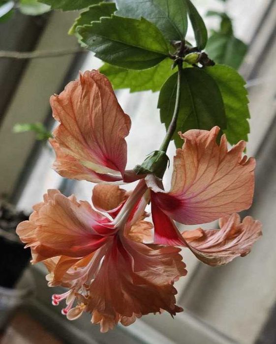 Гібіскус "El Capitolio Tequila Sunrise" кімнатний голандський