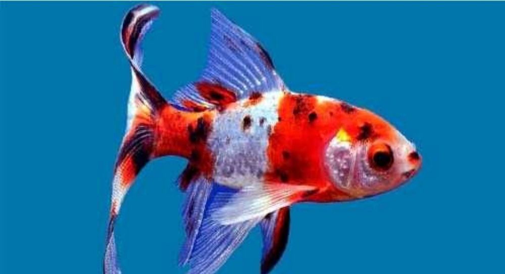 Продам аквариумных рыбок