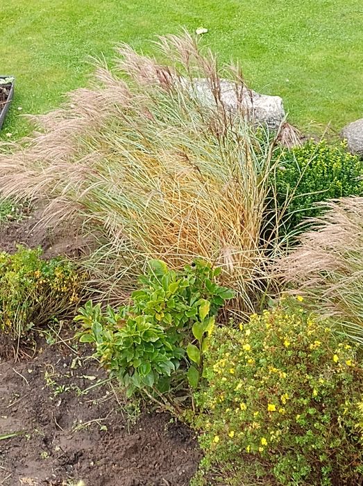 Trawy ozdobne Miskanty chińskie czerwone różne