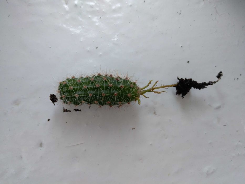 Młode kwitnące kaktusy. Gatunek: Echinopsis eyriesii