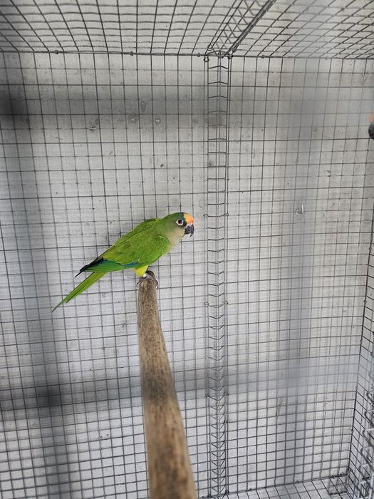 Aratingas aureas