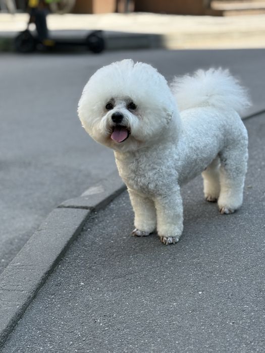 Бішон фрізе вязка