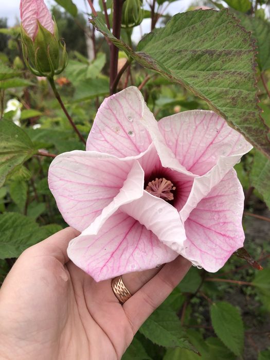 Гібіскус травʼянистий , великі квіти