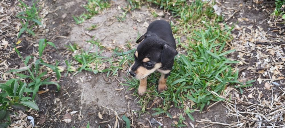 Pinscher pincher miniatura criado em ambiente familiar