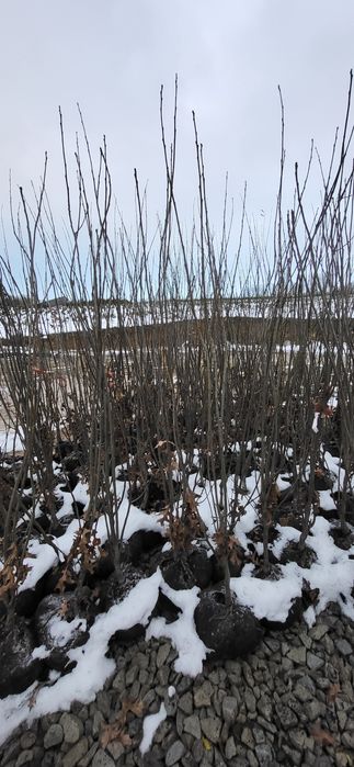 Dąb green pillar 200-250cm kopany z bryła , ograniczona ilość 150szt