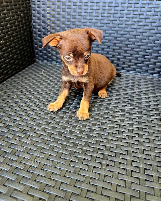 Chihuahua macho Cor Chocolate
