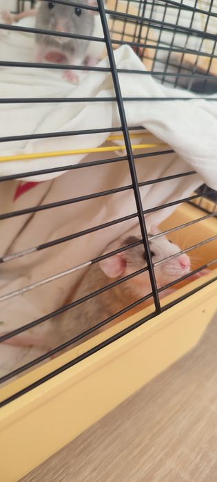 Щурикам потрібен новий дім . Безкоштовно.