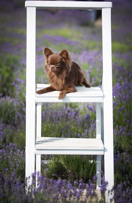 Кобель чихуахуа вязка