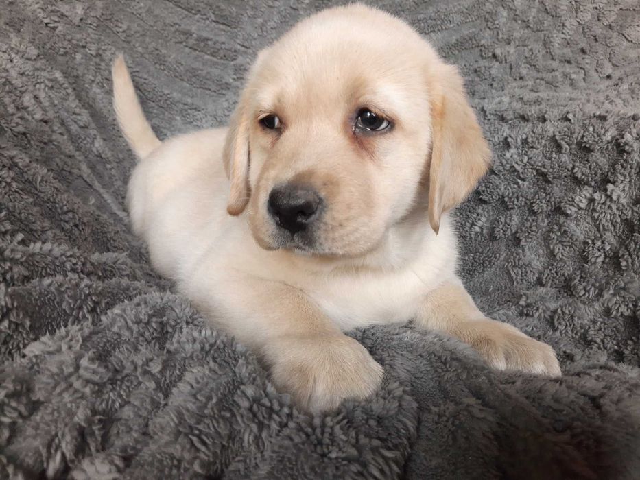 Labrador retriever, labradory żółty piesek ZKw P FCI