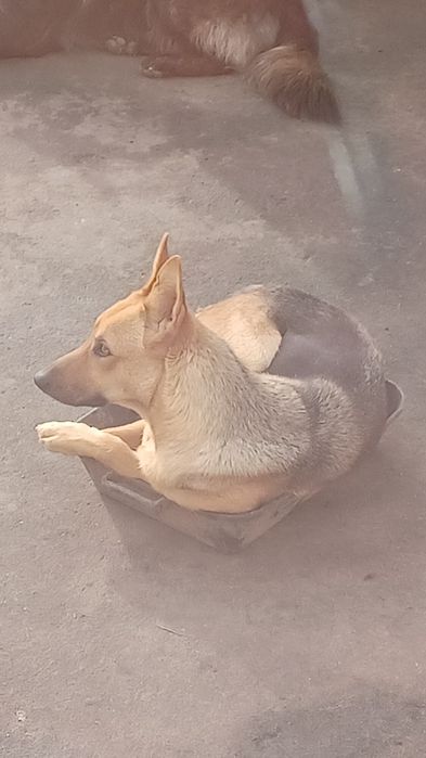 pastor alemao para dar