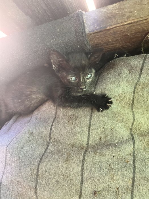 Gatinhos para dar 3 meses