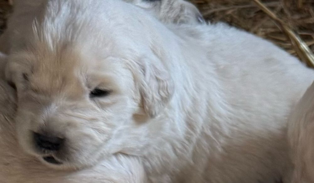 Owczarek podhlanski szczeniak z rodowodem