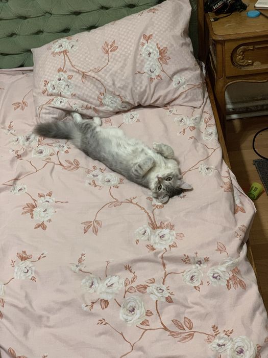 Отдам сибирскую молодую кошечку !