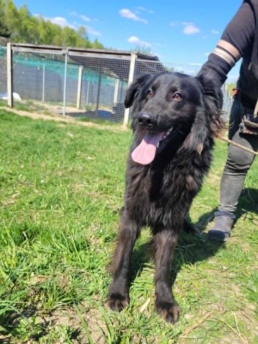 Piękny MANGO w typie flat coated retrievera szuka domu !! Do adopcji !!