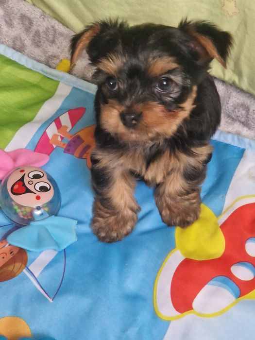Yorkshirre terrier szczeniak  rezerwacja