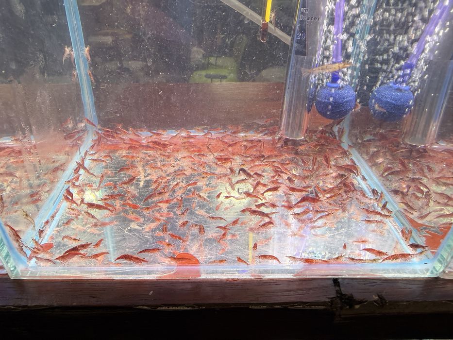 Krewetki mix czerwone