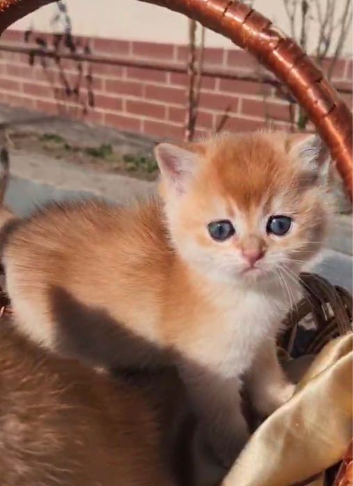 Чарівне кошеня золота шиншила