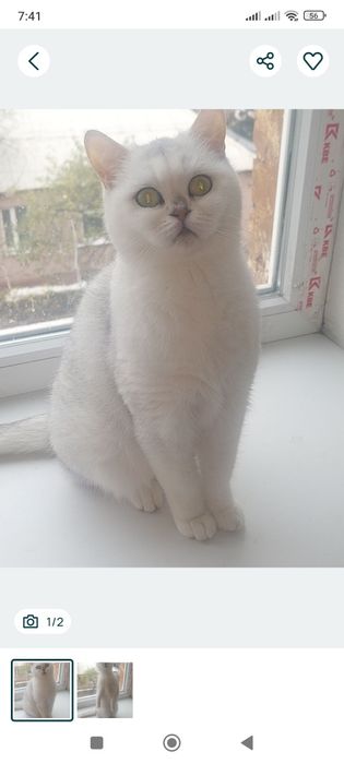 Кошечка Скоттиш страйт.