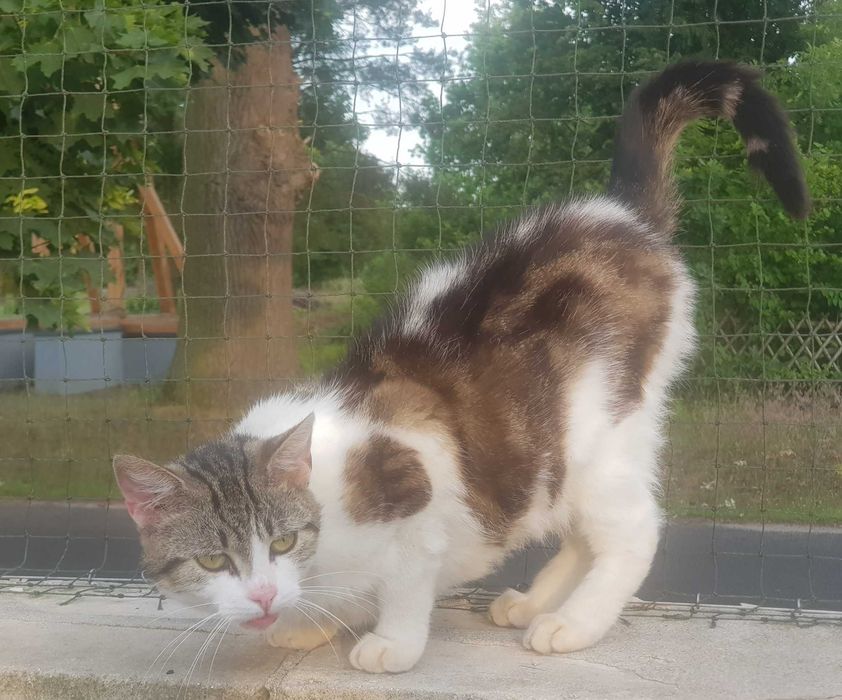 Milunia koteczka do adopcji