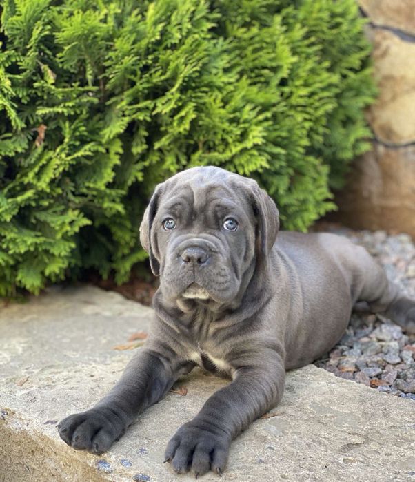 Елітні щеночки-Cane corso