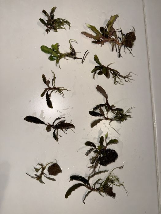 Bucephalandra 10 szt 3 rodzaje