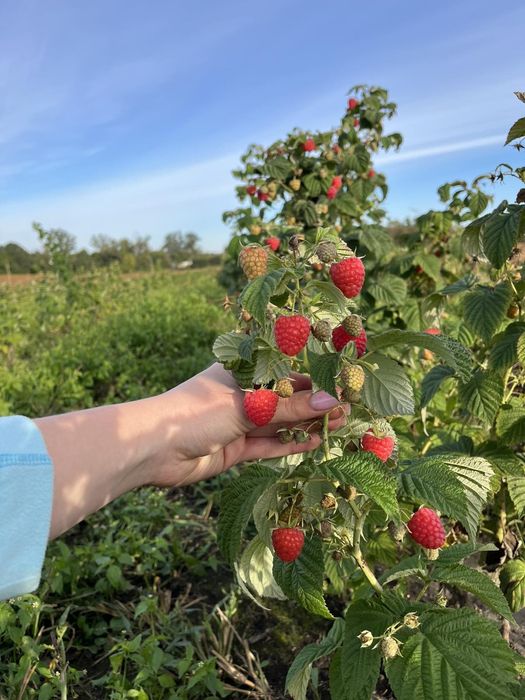 Продам садженеці ремонтантної малини