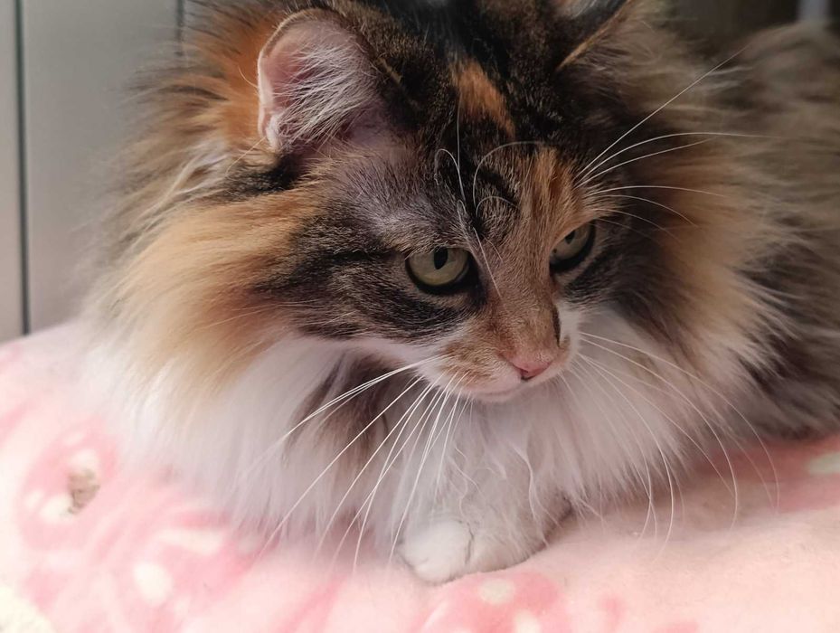 Марта 2 роки, стерилізована, вакцинована, дуже ласкава, Дарницький