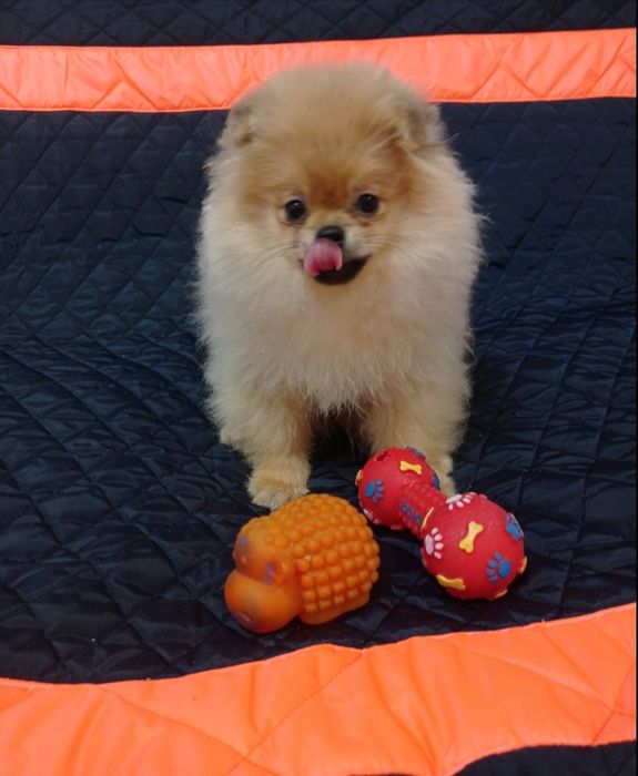 Продаются очень милые Померанские шпицы.