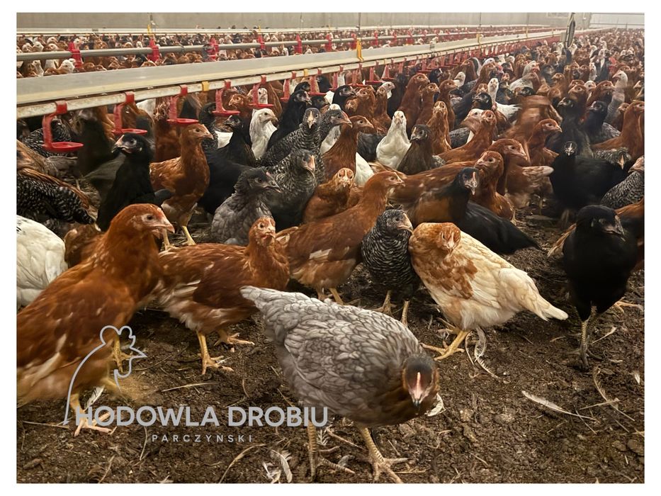 Młode Kury Nioski - Z DOSTAWĄ. Szczepione! HODOWLA DROBIU Parczyński