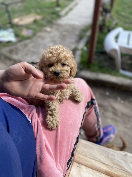 Плюшевый мальчик мальтипу ищет семью