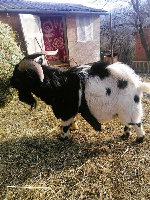 Кози камерунські, гноми